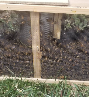 Package Bees 3lb